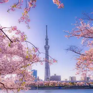 Tokyo's infamous cherry blossoms.