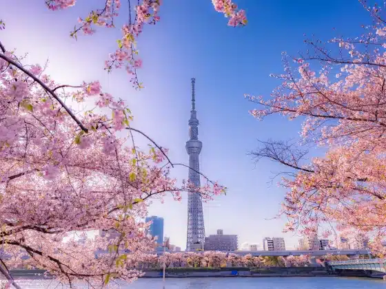 Tokyo's infamous cherry blossoms.