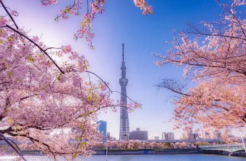 Tokyo's infamous cherry blossoms.