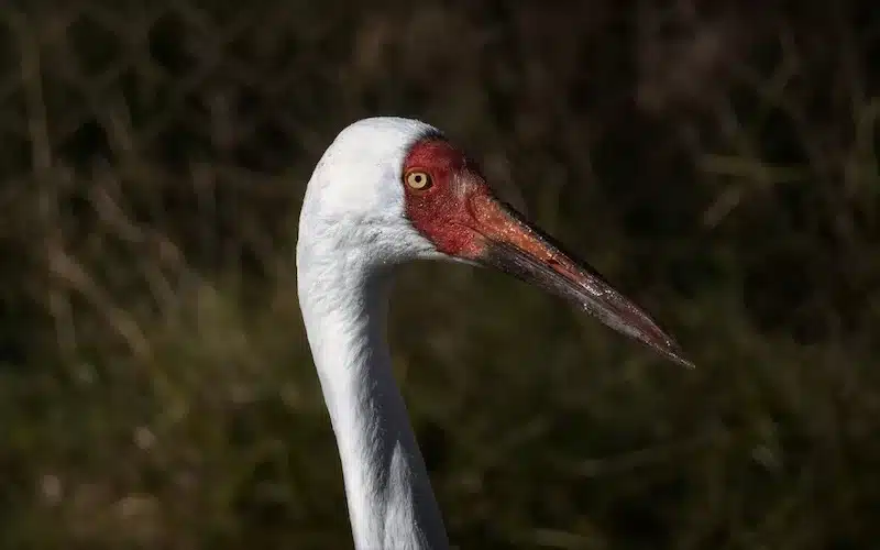 Latest News: Siberian cranes flourish along secured migratory routes