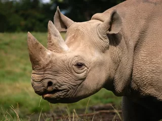 Latest News: Uganda’s conservation efforts show how species once lost can return stronger