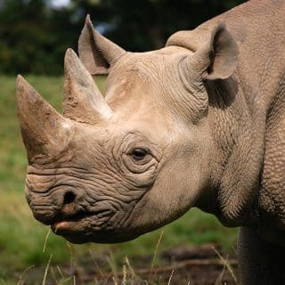 Latest News: Uganda’s conservation efforts show how species once lost can return stronger