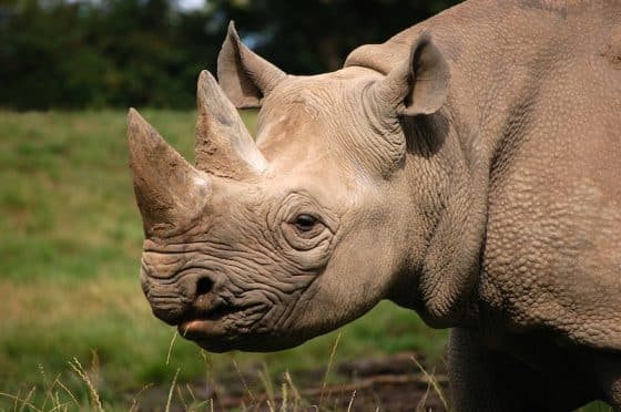 Latest News: Uganda’s conservation efforts show how species once lost can return stronger