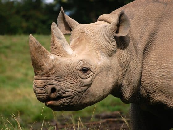 Latest News: Uganda’s conservation efforts show how species once lost can return stronger