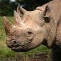 Latest News: Uganda’s conservation efforts show how species once lost can return stronger