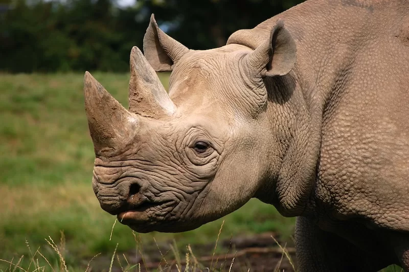 Latest News: Uganda’s conservation efforts show how species once lost can return stronger