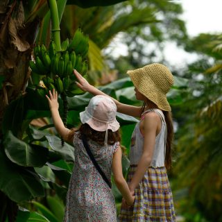 Children touching bananas in the tropical climate of Costa Rica