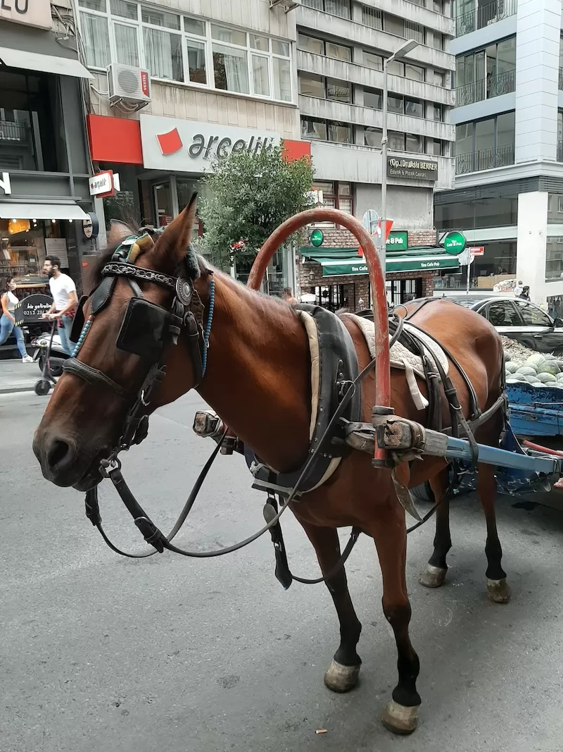 Owning Property in Turkey for Turkish Citizenship