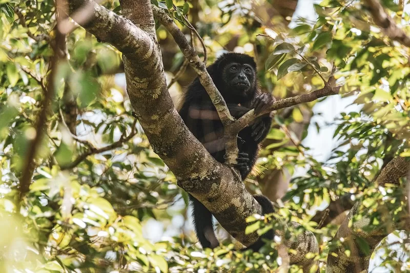 A howler monkey perched high in the trees, one of the countless wild neighbors you’ll encounter while exploring Costa Rica’s diverse regions, from mountain towns to coastal jungles.
