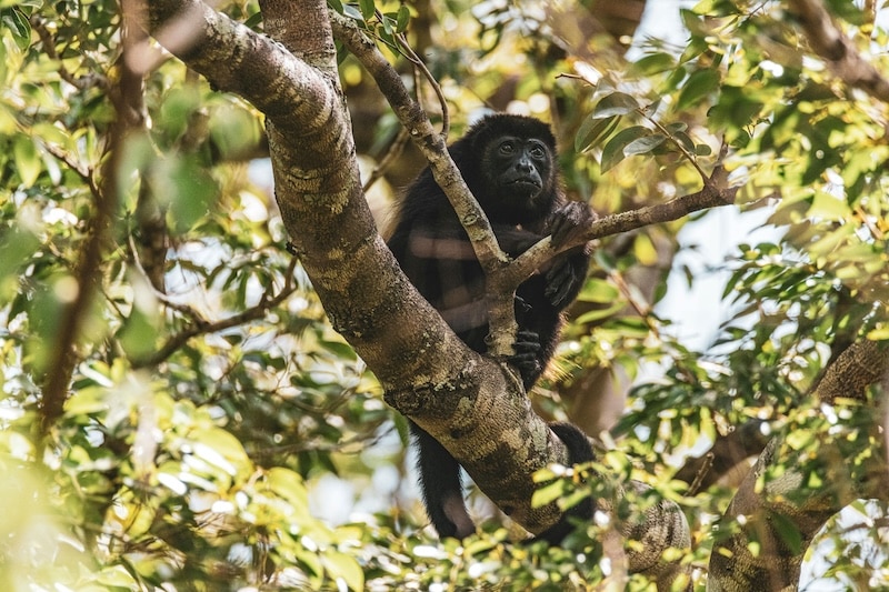 A howler monkey perched high in the trees, one of the countless wild neighbors you’ll encounter while exploring Costa Rica’s diverse regions, from mountain towns to coastal jungles.