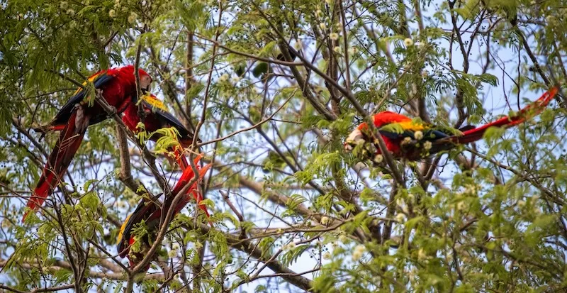 Scarlet macaws perched high in the rainforest canopy of Costa Rica’s Southern Zone, a region where wildlife and daily life intertwine. In Uvita and Ojochal, it’s not unusual for these vivid birds to glide over jungle homes and coastal terraces at sunrise.