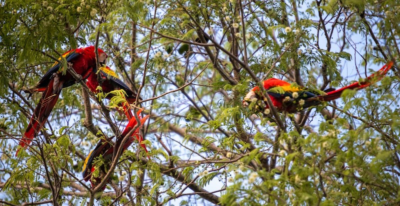 Scarlet macaws perched high in the rainforest canopy of Costa Rica’s Southern Zone, a region where wildlife and daily life intertwine. In Uvita and Ojochal, it’s not unusual for these vivid birds to glide over jungle homes and coastal terraces at sunrise.