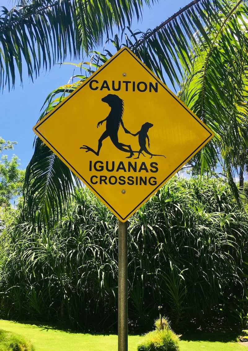 English signs like this playful “Iguanas Crossing” one make navigating Belize simple, and often more than a little fun.