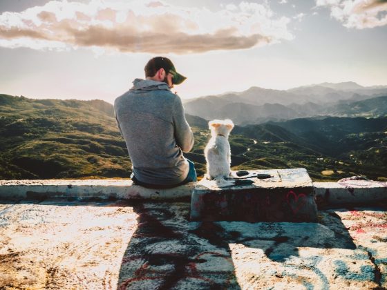 How Can Owners Boost Wellness in Aging Pets?