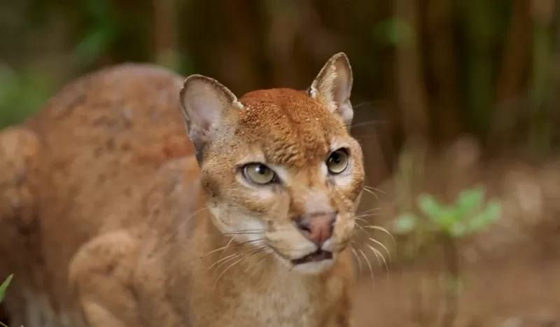 AI Camera Trap Africa’s Golden Cat
