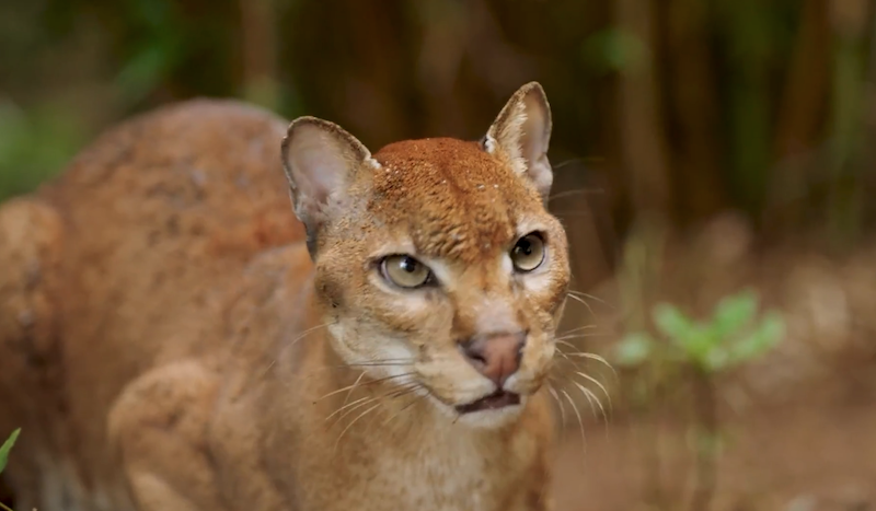 AI Camera Trap Africa’s Golden Cat