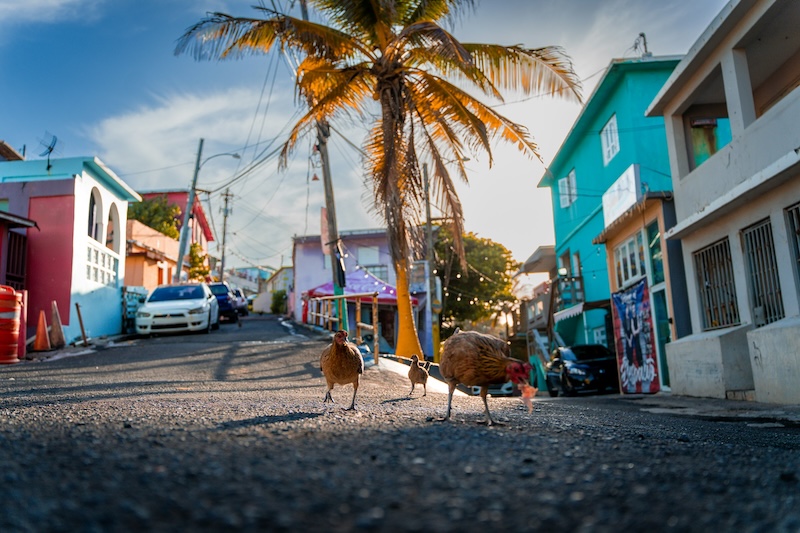 Life in Puerto Rico blends charm and unpredictability, so scouting your future neighborhood in person helps ensure the everyday quirks feel delightful, not stressful.