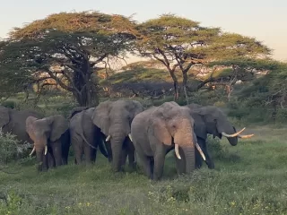 A moment only the Serengeti can offer.
