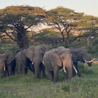 A moment only the Serengeti can offer.