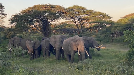 A moment only the Serengeti can offer.