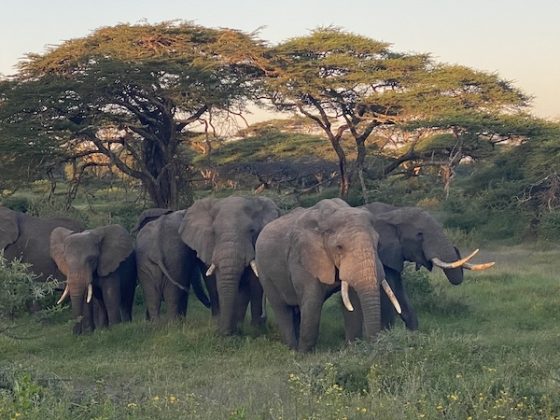 A moment only the Serengeti can offer.