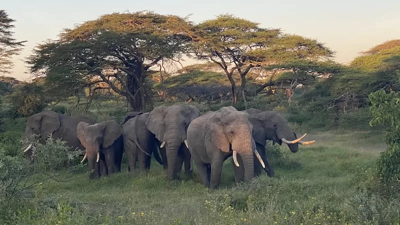 A moment only the Serengeti can offer.