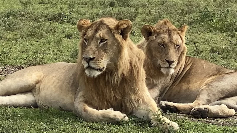 Wildlife gathered on the open plains.