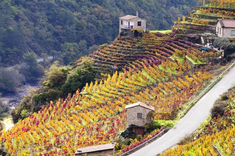 Autumn vineyard landscape in Italy with colorful grapevines and traditional houses showing rural European living and sustainable lifestyle for expat relocation