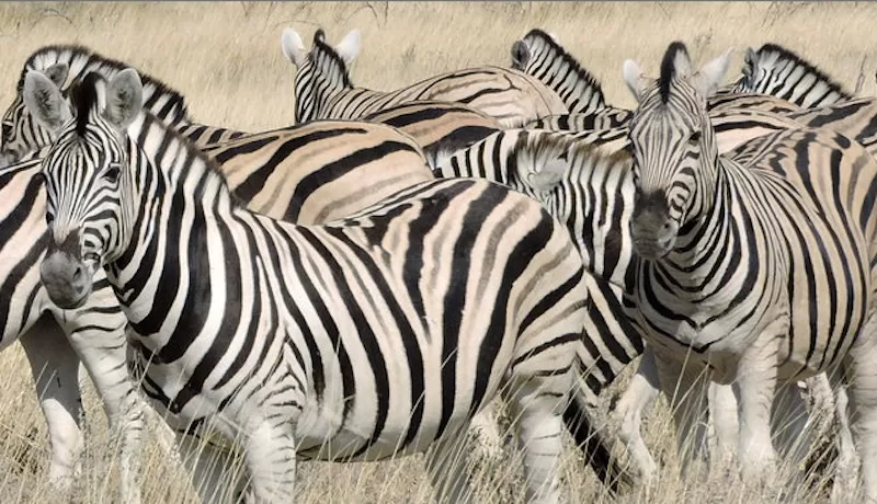 A dazzle of zebras in motion.