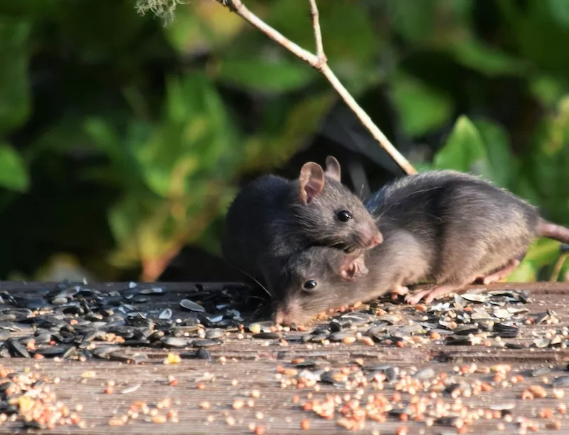 Remote Marshall Islands atolls face ecological collapse from invasive rats.