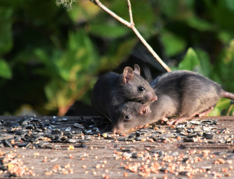 Remote Marshall Islands atolls face ecological collapse from invasive rats.