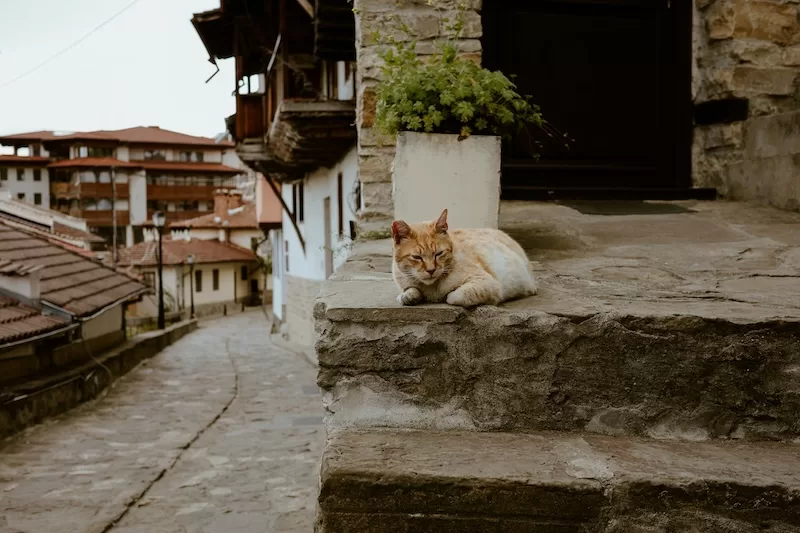 Stone streets. Friendly greetings. A cat that seems to know the neighborhood better than any map. Daily life changes city by city, and that is the beauty of choosing where to call home.