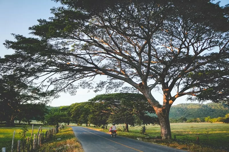 Rural tropical road with large spreading tree and lush landscape showing Southeast Asia's natural beauty and affordable lifestyle for expats seeking low-tax living
