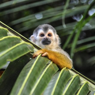 A small squirrel monkey with a white face and orange fur clings to a vibrant green palm frond, illustrating the daily presence of wildlife in Costa Rica.