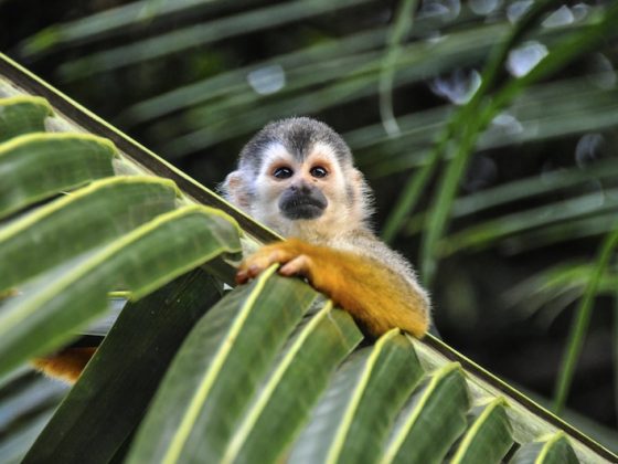 A small squirrel monkey with a white face and orange fur clings to a vibrant green palm frond, illustrating the daily presence of wildlife in Costa Rica.