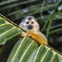 A small squirrel monkey with a white face and orange fur clings to a vibrant green palm frond, illustrating the daily presence of wildlife in Costa Rica.