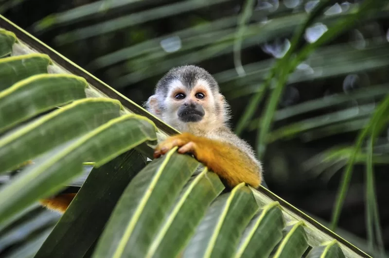 A small squirrel monkey with a white face and orange fur clings to a vibrant green palm frond, illustrating the daily presence of wildlife in Costa Rica.