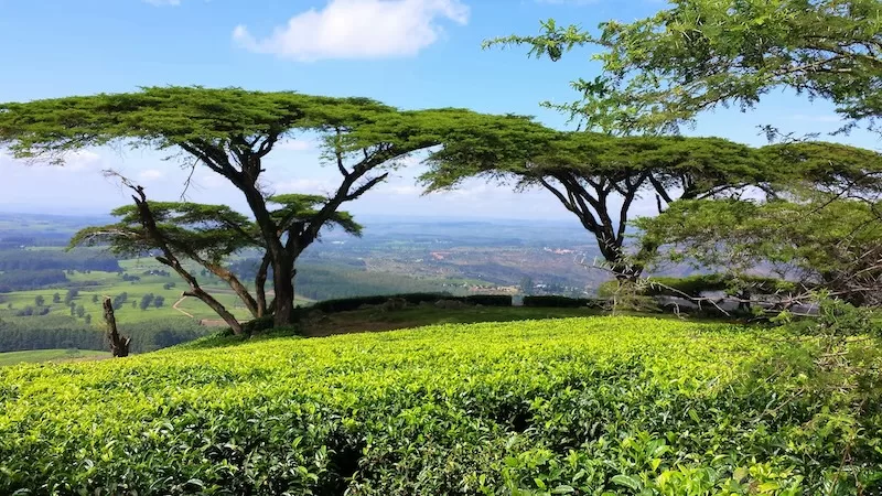 Tea plantation with acacia trees overlooking green valley landscape showing remote island agriculture and tourism destination affected by travel disruptions