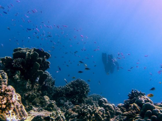 Pack This List For Your First Marsa Alam Liveaboard Trip