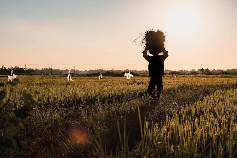 Silhouette of a farmer carrying a large bundle of harvested crops on their head across a golden rice field at sunset, symbolizing the value of self-sustaining, agri-independent economies against global supply chain shocks. (