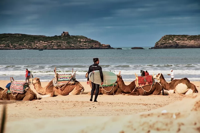A man in a wetsuit carrying a surfboard walks past several camels resting on a sandy beach, blending surf culture with traditional Moroccan life. 
