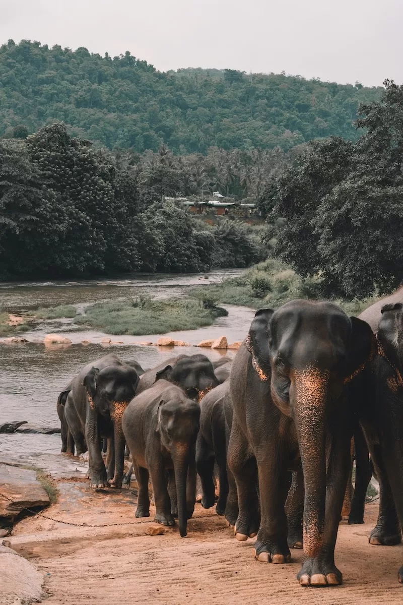 A herd of elephants walks along a riverbank in Sri Lanka with lush green forested hills rising in the background showcasing the island rich tropical wildlife