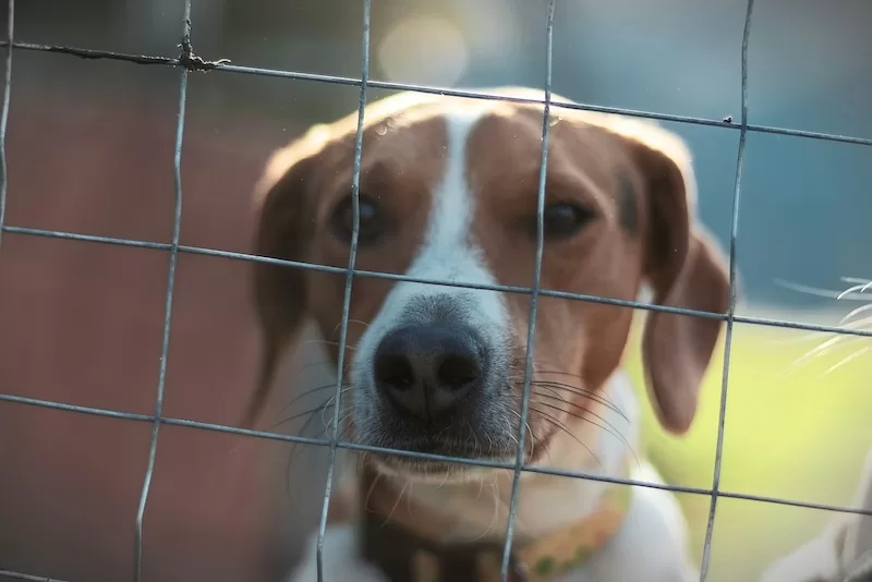 A brown and white dog looking through a wire fence with a blurred green background in a rural farm setting during daytime in the outdoors area view