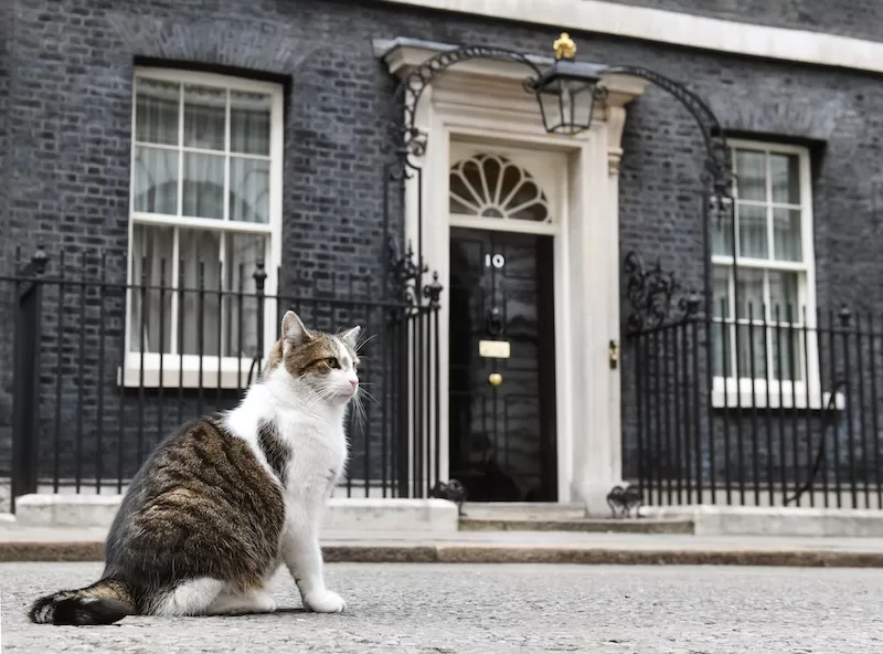 A tabby and white cat sits proudly in front of the iconic black door of 10 Downing Street, the residence of the British Prime Minister in London, England. 