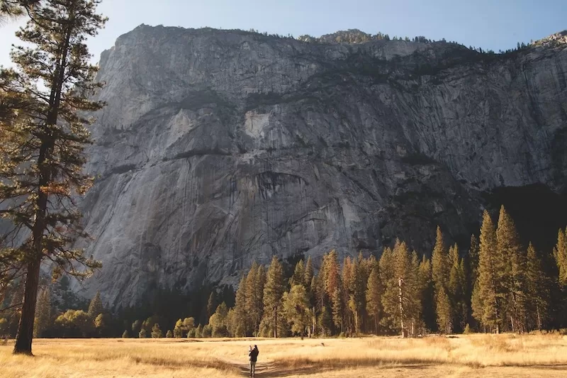 A small figure stands in a vast golden field, dwarfed by the immense, rugged grey rock face of El Capitan in Yosemite National Park, surrounded by tall pine trees under a clear sky. 
