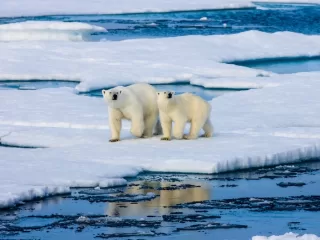Two polar bears walk across a vast expanse of floating blue and white sea ice in the Arctic, representing the surprising resilience of the species in Svalbard.