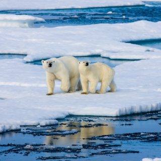 Two polar bears walk across a vast expanse of floating blue and white sea ice in the Arctic, representing the surprising resilience of the species in Svalbard.