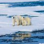 Two polar bears walk across a vast expanse of floating blue and white sea ice in the Arctic, representing the surprising resilience of the species in Svalbard.