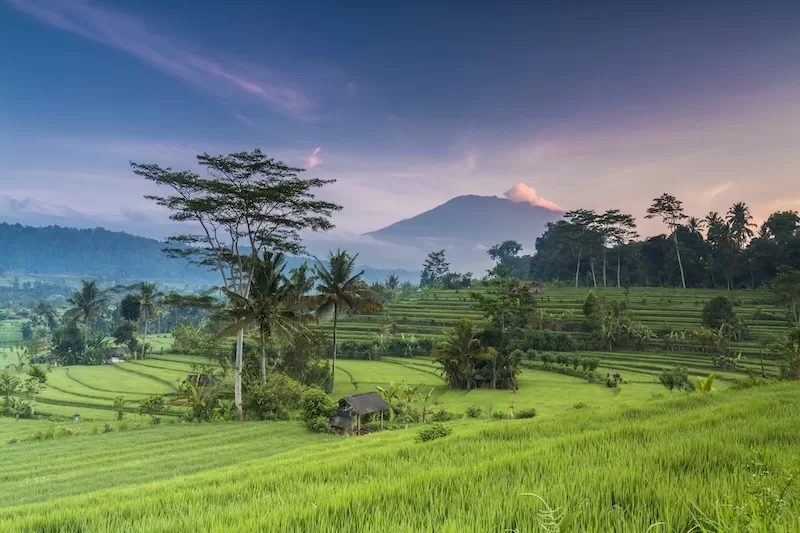 Terraced rice fields in Bali with palm trees and mountain backdrop at sunrise