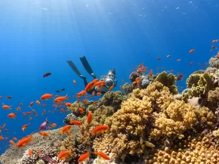 Scuba diver exploring a vibrant coral reef surrounded by colorful tropical fish in clear blue water.